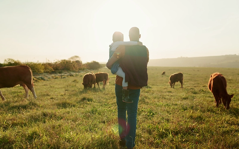 farmer in field with cows